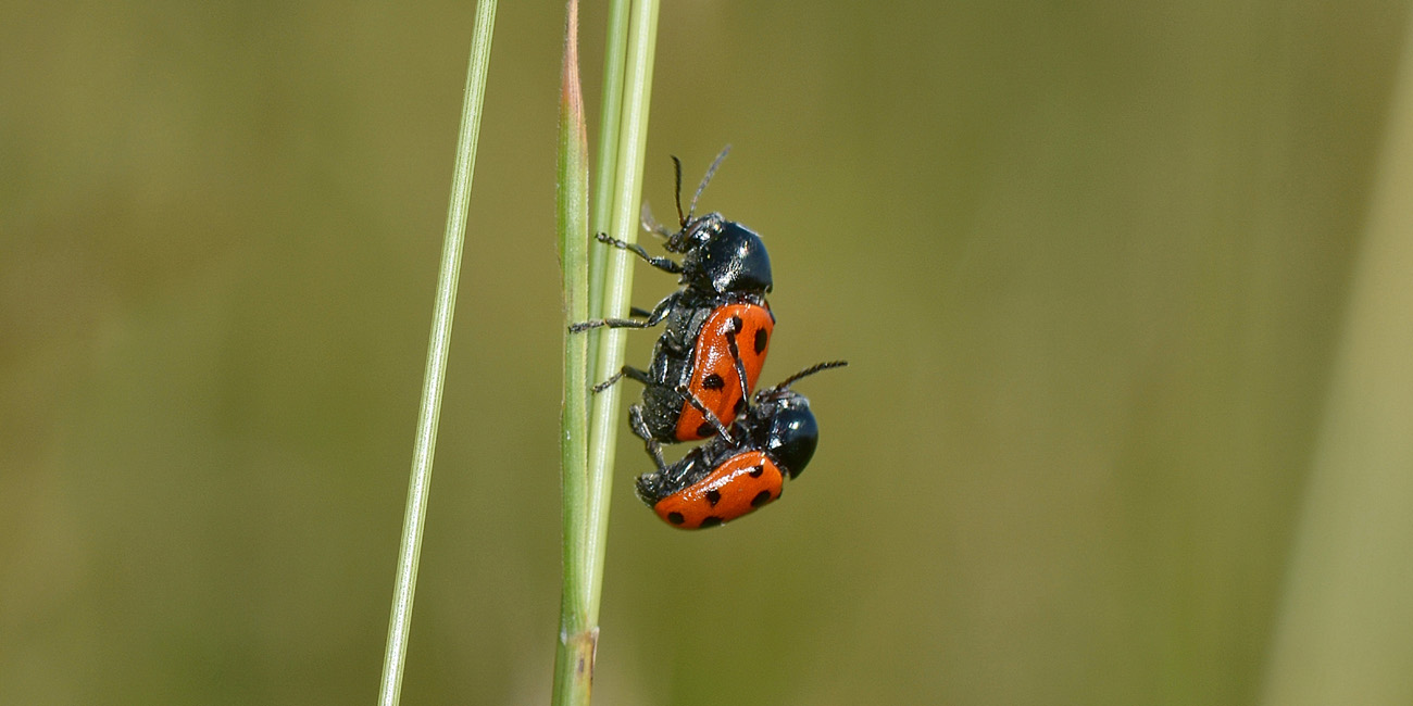 Cryptocephalus primarius? S, Chrysomelidae